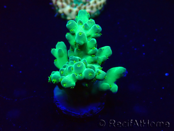 WYSIWYG Acropora 15D1 Mariculture acclimaté led