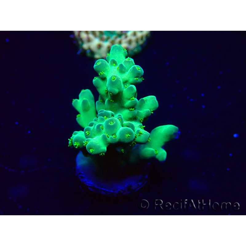 WYSIWYG Acropora Mariculture acclimated LED