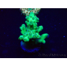 WYSIWYG Acropora Maricultura aclimatada LED
