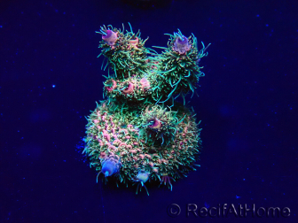 WYSIWYG Acropora Marikultur akklimatisiert LED