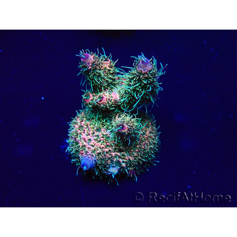 WYSIWYG Acropora millepora 15D5 Mariculture acclimaté led