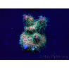 WYSIWYG Acropora Maricoltura acclimatata a LED