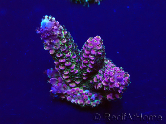 WYSIWYG Acropora Maricoltura acclimatata a LED