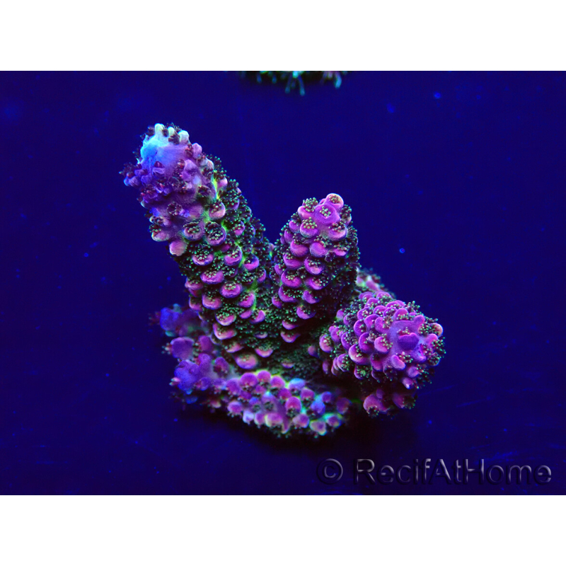 WYSIWYG Acropora Geacclimatiseerde maricultuur LED