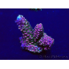 WYSIWYG Acropora Maricoltura acclimatata a LED