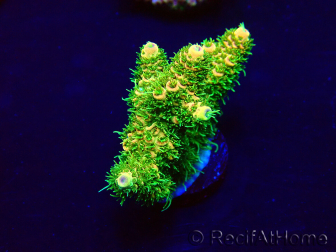 WYSIWYG Acropora acclimatato con LED