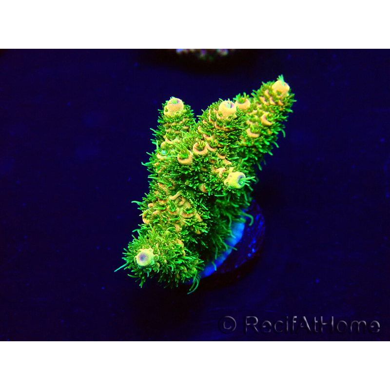 WYSIWYG Acropora acclimatato con LED