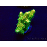 WYSIWYG Acropora acclimated LED