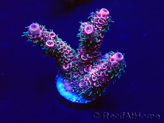 WYSIWYG AcroporaAustralia aclimatada LED