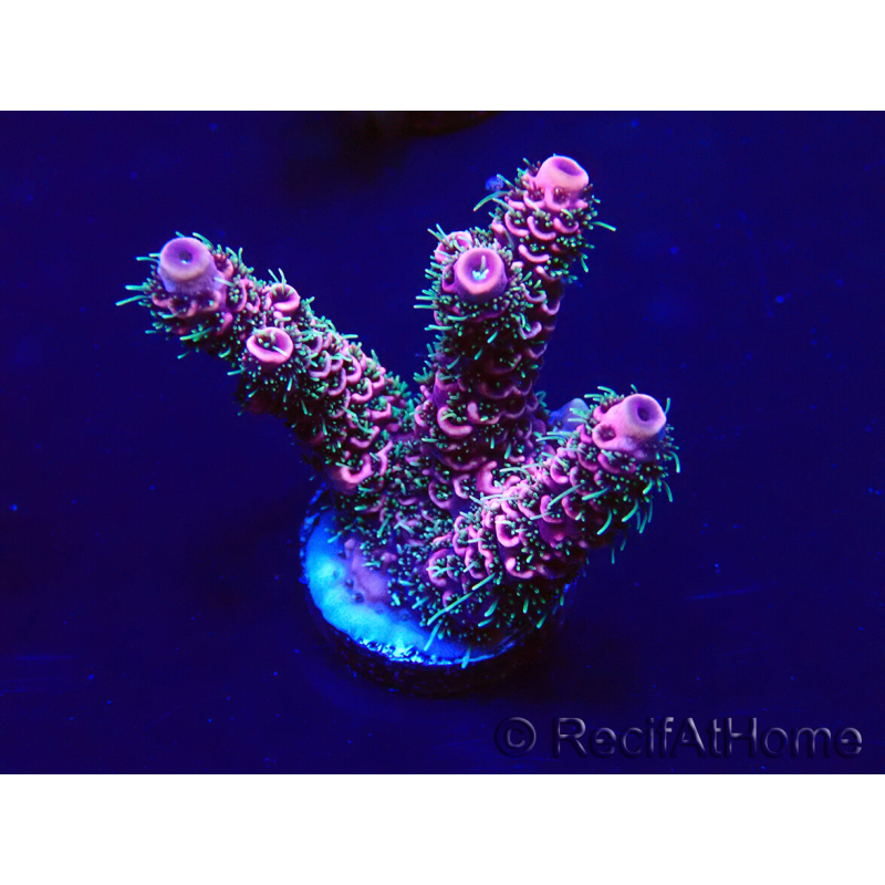 WYSIWYG Acropora Australia acclimated LED