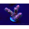 WYSIWYG Acropora Australia acclimated LED