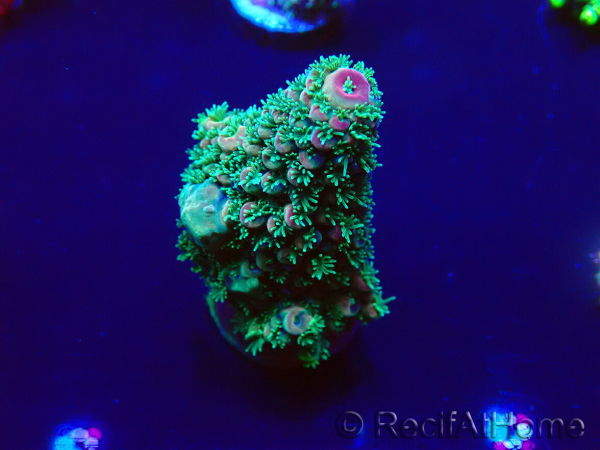 WYSIWYG Acropora 15F2 Mariculture acclimaté led