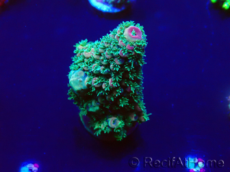WYSIWYG Acropora akklimatisiert LED