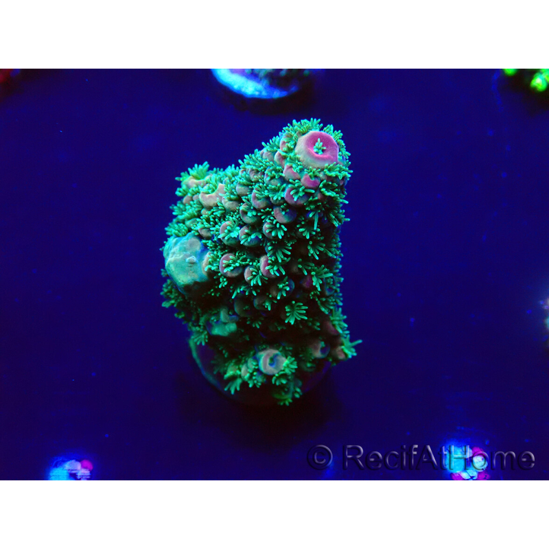 WYSIWYG Acropora acclimatata a LED