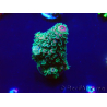 WYSIWYG Acropora geacclimatiseerd LED