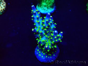 WYSIWYG Acropora acclimatata a LED