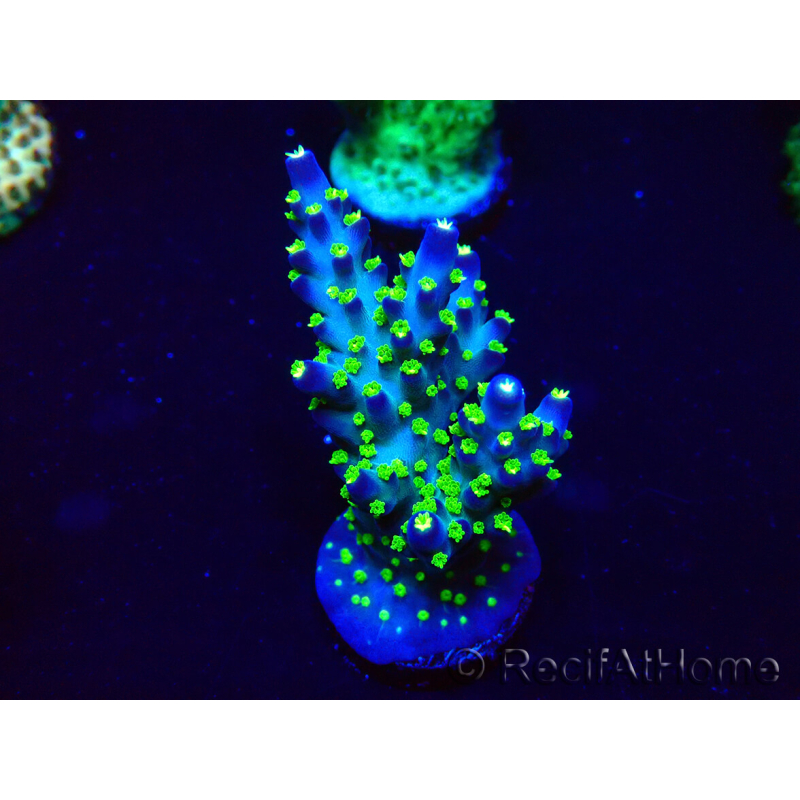 WYSIWYG Acropora acclimated LED