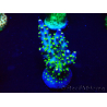 WYSIWYG Acropora acclimated LED