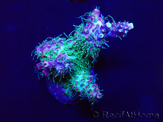 WYSIWYG Acropora 15F7 Australië geacclimatiseerd LED