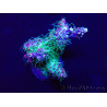 WYSIWYG Acropora Australien akklimatisiert LED