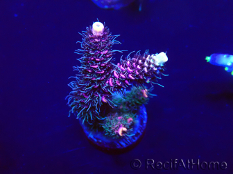 WYSIWYG Acropora tenuis Mariculture acclimated LED