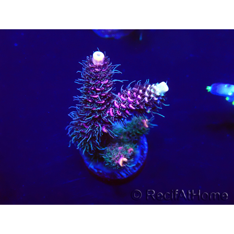 WYSIWYG Acropora Marikultur akklimatisiert LED