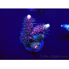 WYSIWYG Acropora tenuis Mariculture acclimaté led