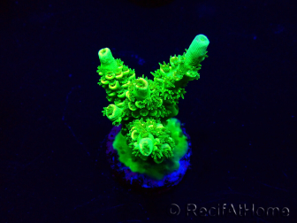 WYSIWYG Acropora hyacinthus Mariculture acclimaté led
