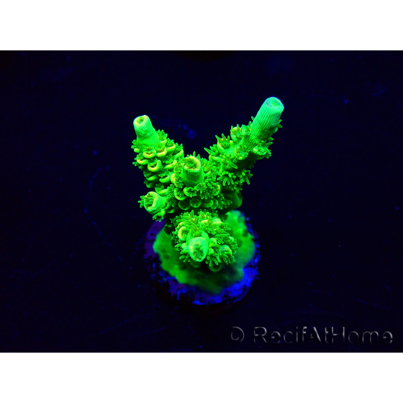 WYSIWYG Acropora hyacinthus Mariculture acclimaté led