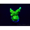 WYSIWYG Acropora hyacinthus Mariculture acclimaté led