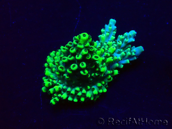 WYSIWYG Acropora acclimated LED