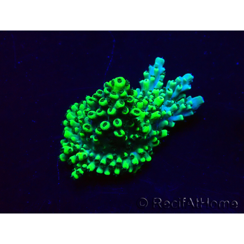 WYSIWYG Acropora acclimated LED