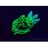 WYSIWYG Acropora acclimated LED