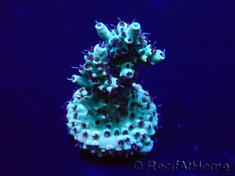WYSIWYG Acropora Marikultur akklimatisiert LED