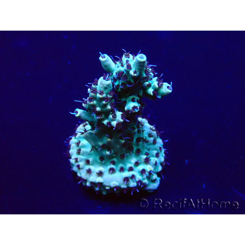 WYSIWYG Acropora 15G2 Mariculture acclimaté led