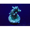 WYSIWYG Acropora Marikultur akklimatisiert LED
