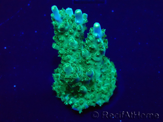 WYSIWYG Acropora 15G3 Australia aclimatada LED