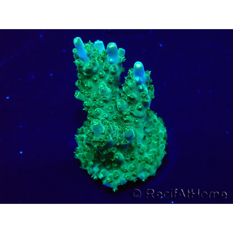 WYSIWYG Acropora 15G3 Australia aclimatada LED