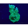 WYSIWYG Acropora 15G3 Australia aclimatada LED