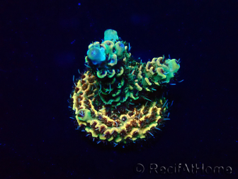 WYSIWYG Acropora 15G6 Mariculture acclimaté led