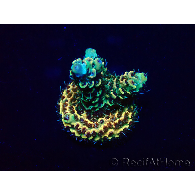 WYSIWYG Acropora akklimatisiert LED