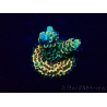 WYSIWYG Acropora akklimatisiert LED