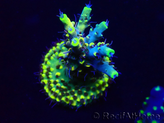 WYSIWYG Acropora Marikultur akklimatisiert LED