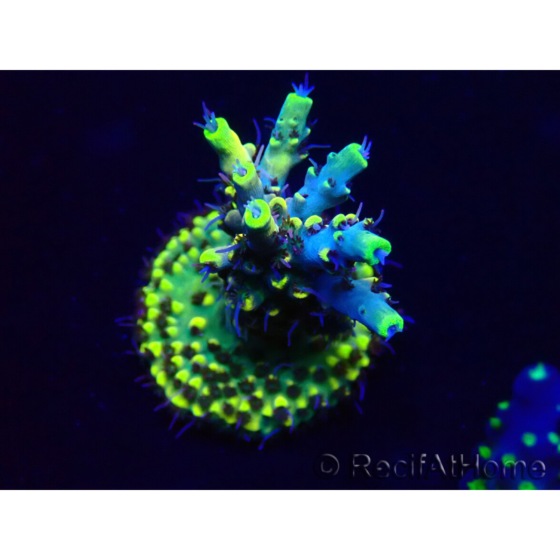 WYSIWYG Acropora 15G8 Maricoltura acclimatata a led