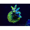 WYSIWYG Acropora 15G8 Mariculture acclimaté led