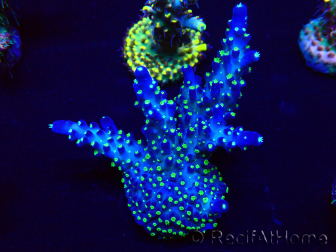 WYSIWYG Acropora akklimatisiert LED