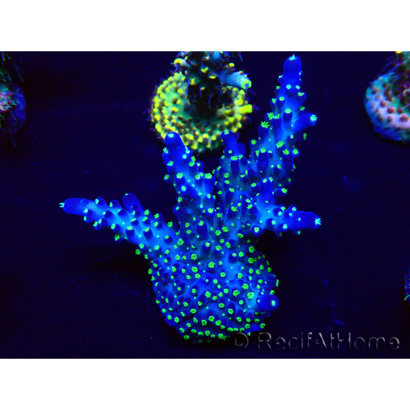 WYSIWYG Acropora 15G10 geacclimatiseerd LED