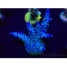 WYSIWYG Acropora 15G10 acclimatato led