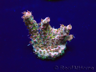 WYSIWYG Acropora Maricoltura acclimatata a LED