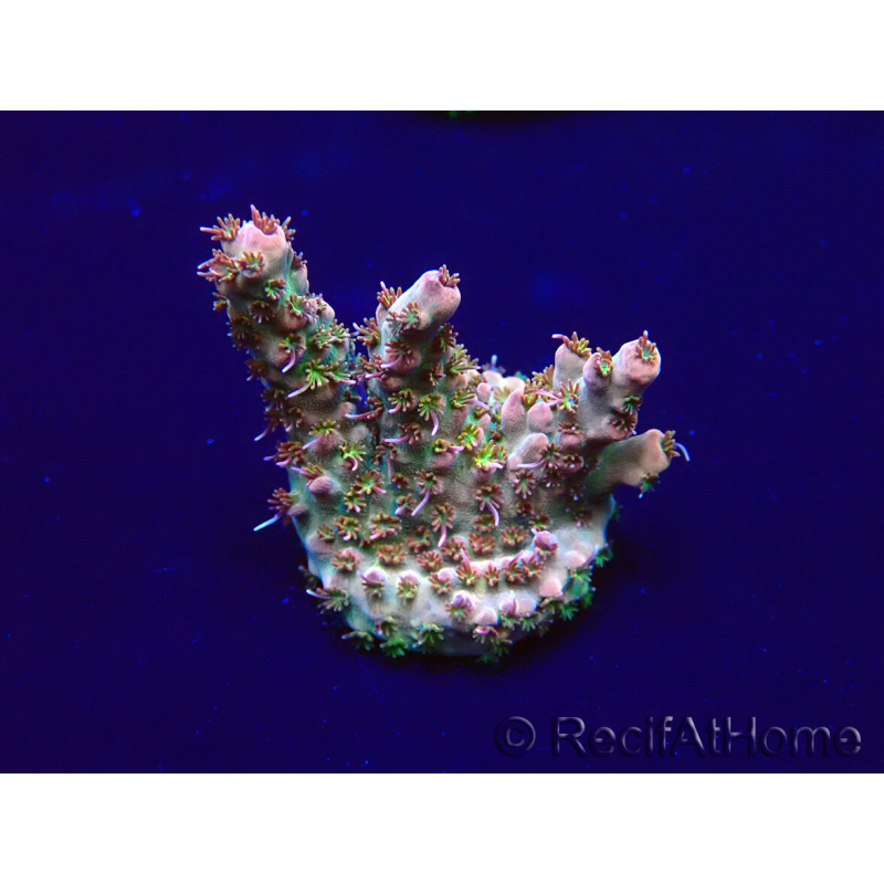 WYSIWYG Acropora Maricoltura acclimatata a LED